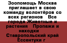 Зоопомощь.Москва приглашает в свою команду волонтёров со всех регионов - Все города Животные и растения » Пропажи и находки   . Ставропольский край,Ессентуки г.